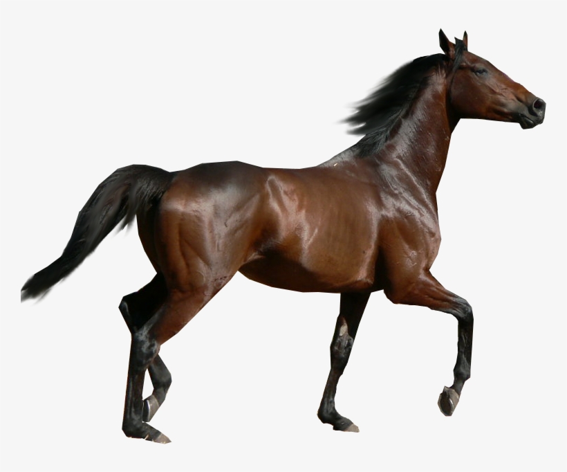 Schleich 13855, transparent png download