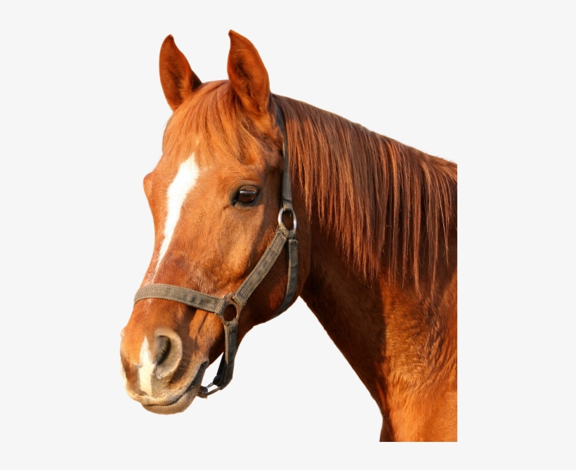 Download Horse Png Image - Horse Png Images Hd, transparent png download