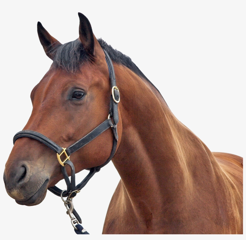 Horse Png, transparent png download