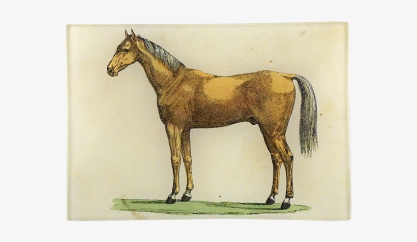 Mustang Horse, transparent png download