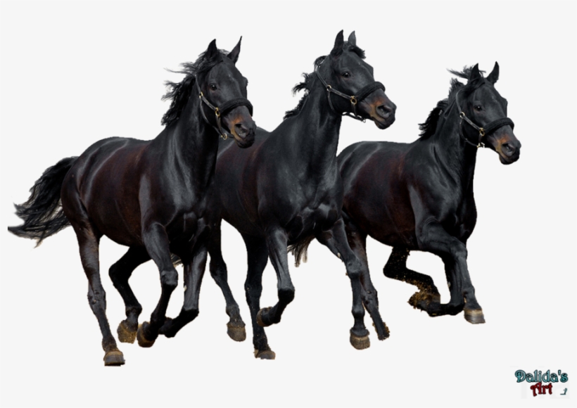 Horse Png Download Image - Png Horse Images Black, transparent png download