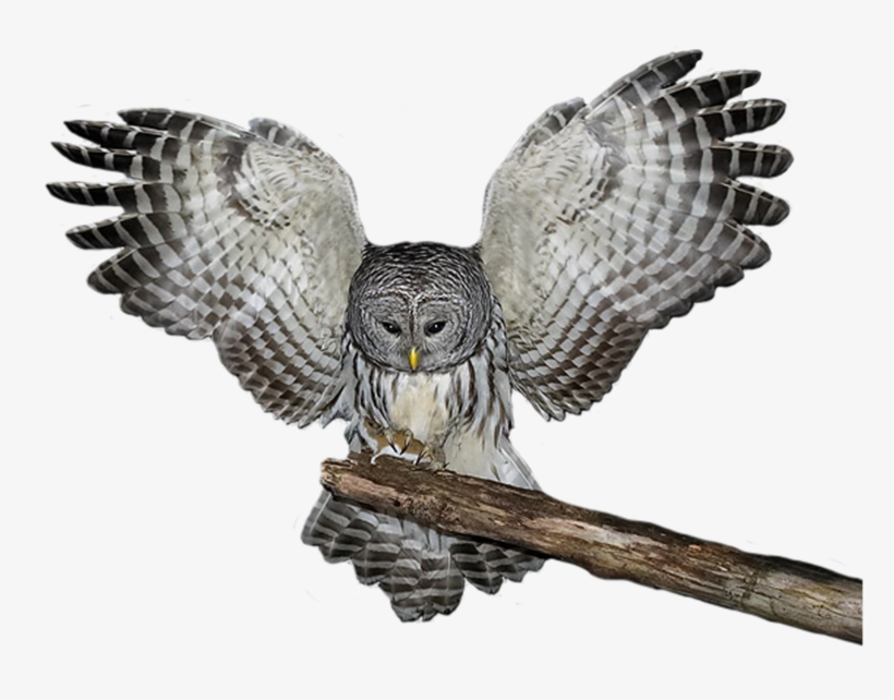 Download Amazing High-quality Latest Png Images Transparent - Yule Owl 1b Square Sticker 3" X 3", transparent png download