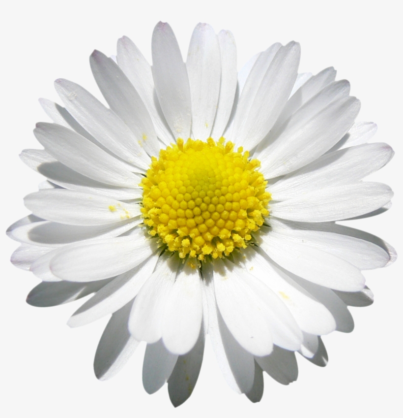Marguerite En Beauté, Fichier Png - Daisy Png, transparent png download