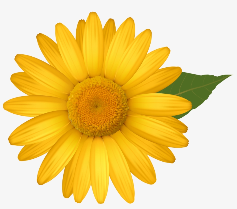 Daisy Png, transparent png download