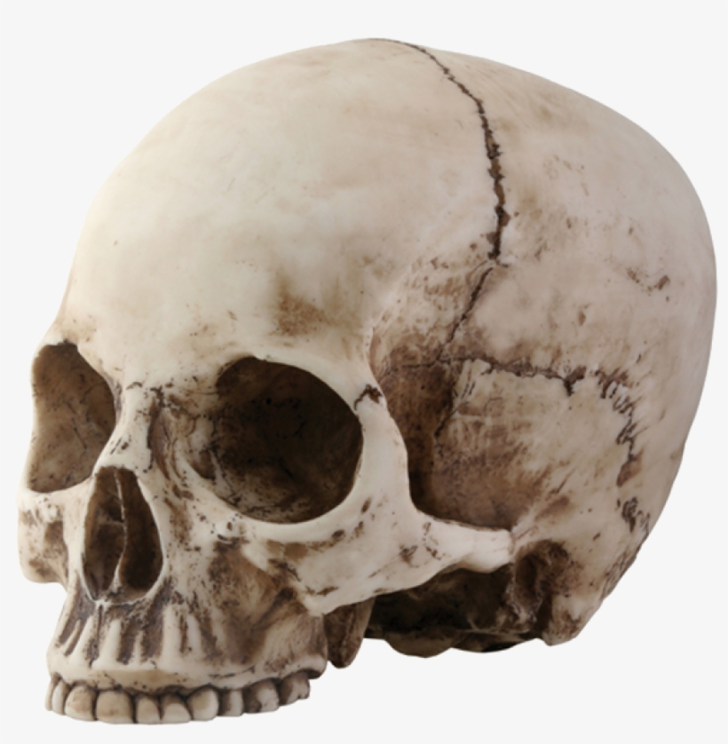Skeleton, Skull Png Image - Skull With No Jaw, transparent png download