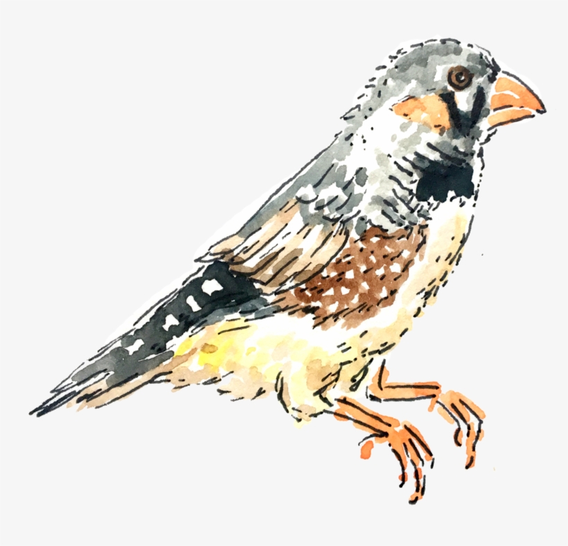 Finch Bird, transparent png download