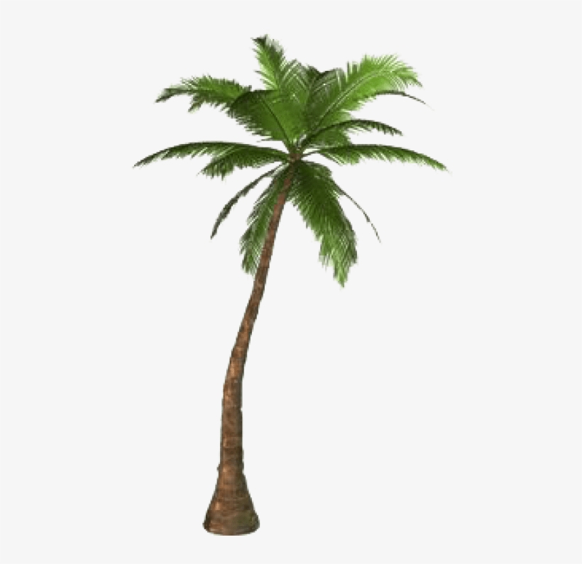 Free Png Palm Tree Png Png Images Transparent - Palm Png, transparent png download