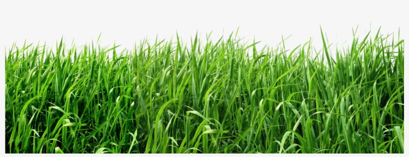 Transparent Background Grass Png, transparent png download