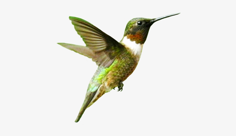 Humming-bird Clip Art - Humming Bird Png, transparent png download