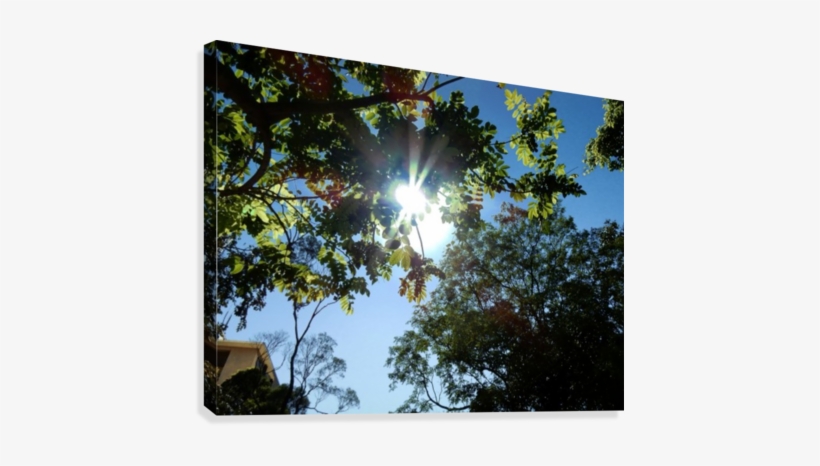 Sun Shine And Tree Canvas Print - Artist, transparent png download