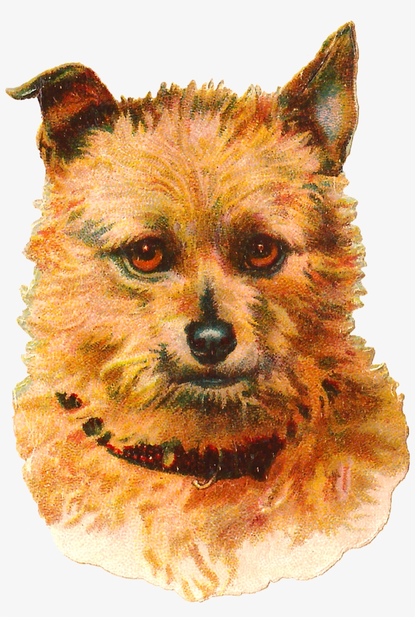 Dog Australian Terrier Vintage Animal Portrait Clip - Dog Vintage Png, transparent png download