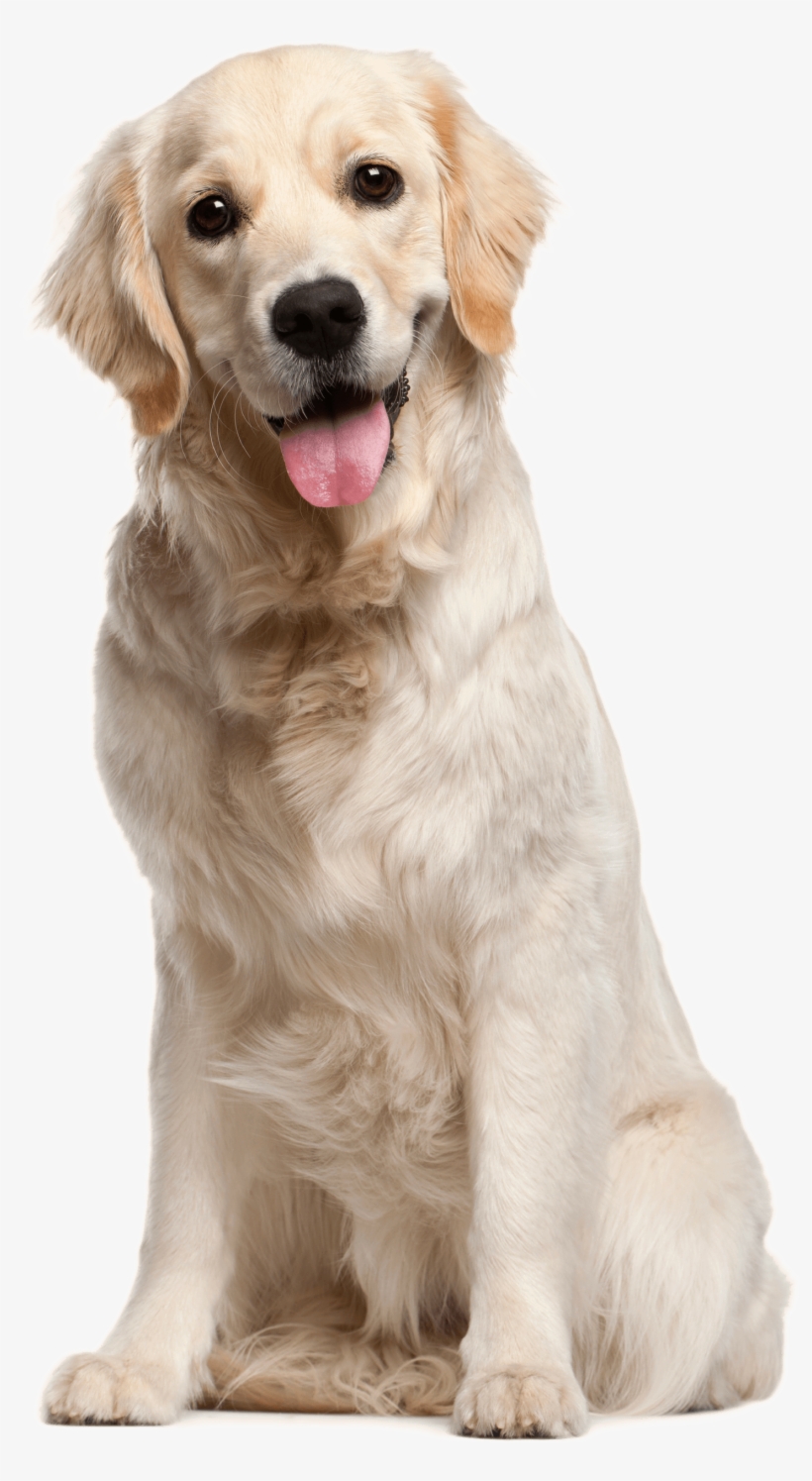 Dog Png File - Dog Png, transparent png download