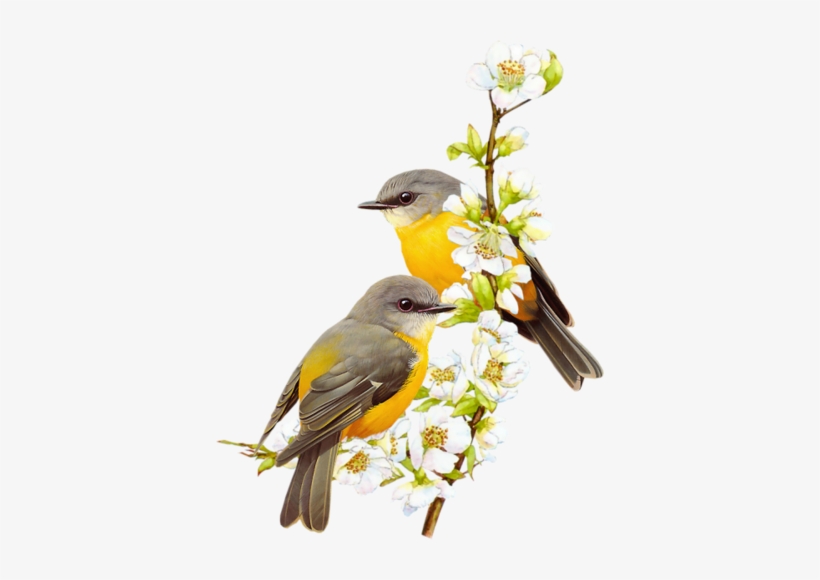 Pin By Pl Yu On Birds In 2018 - Oggend Gebed Vir Vriende, transparent png download