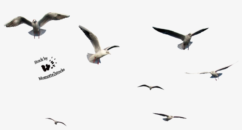 Bird Stock On Animal-resources - Birds Cut Out Png, transparent png download