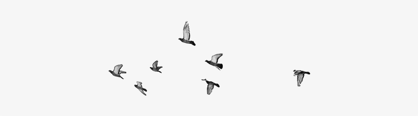 Image Gallery For - Birds On Sky Png, transparent png download