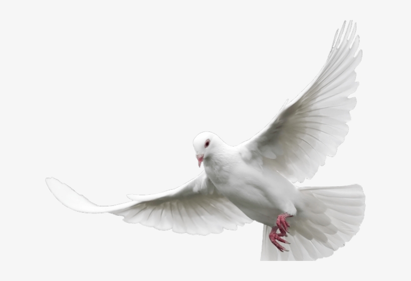 Dove Png Cliparts - Dove Png, transparent png download