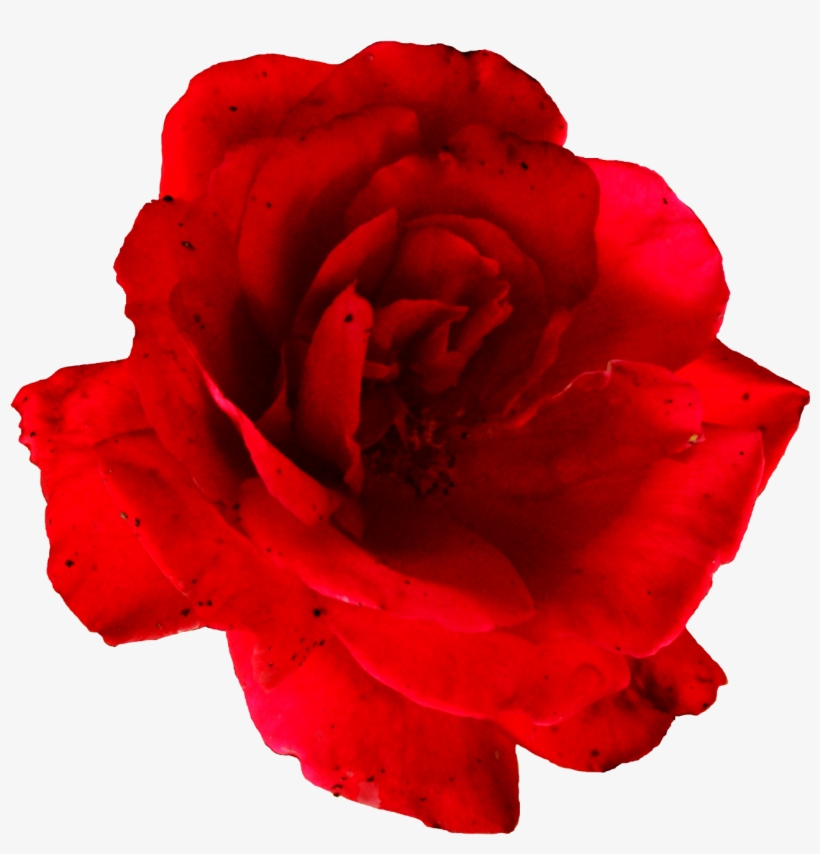 Free Download - Flower, transparent png download