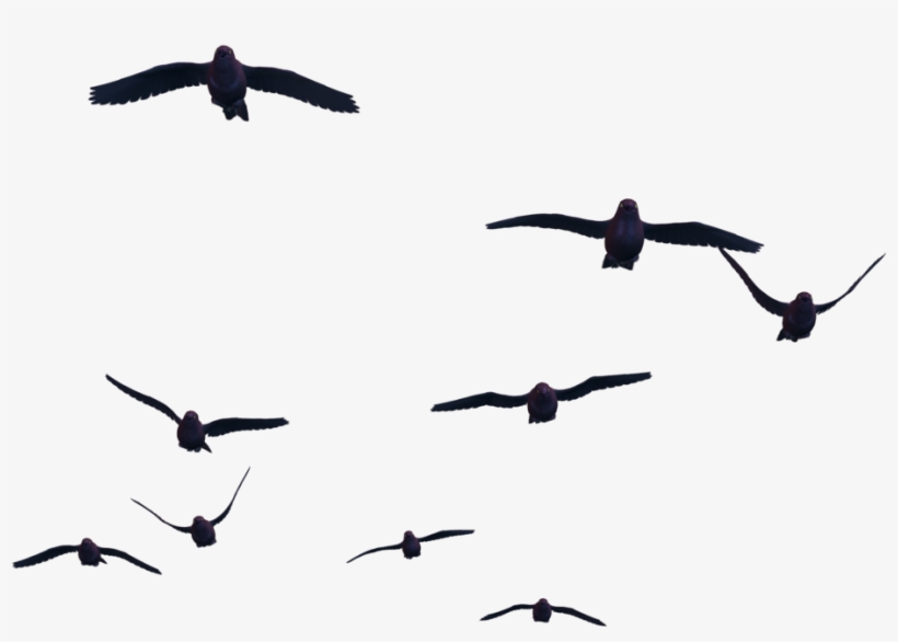 Bird Png - Fly Bird Transparent Png, transparent png download