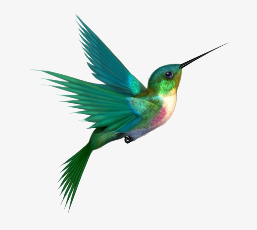 Free Free 199 Hummingbird Svg Free Download SVG PNG EPS DXF File