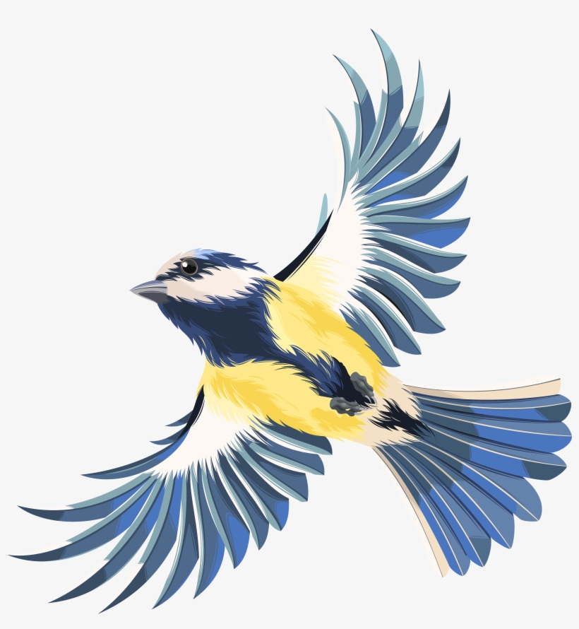 Birds Png, transparent png download