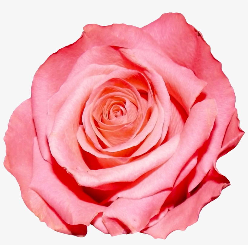 Pink Rose Png, transparent png download