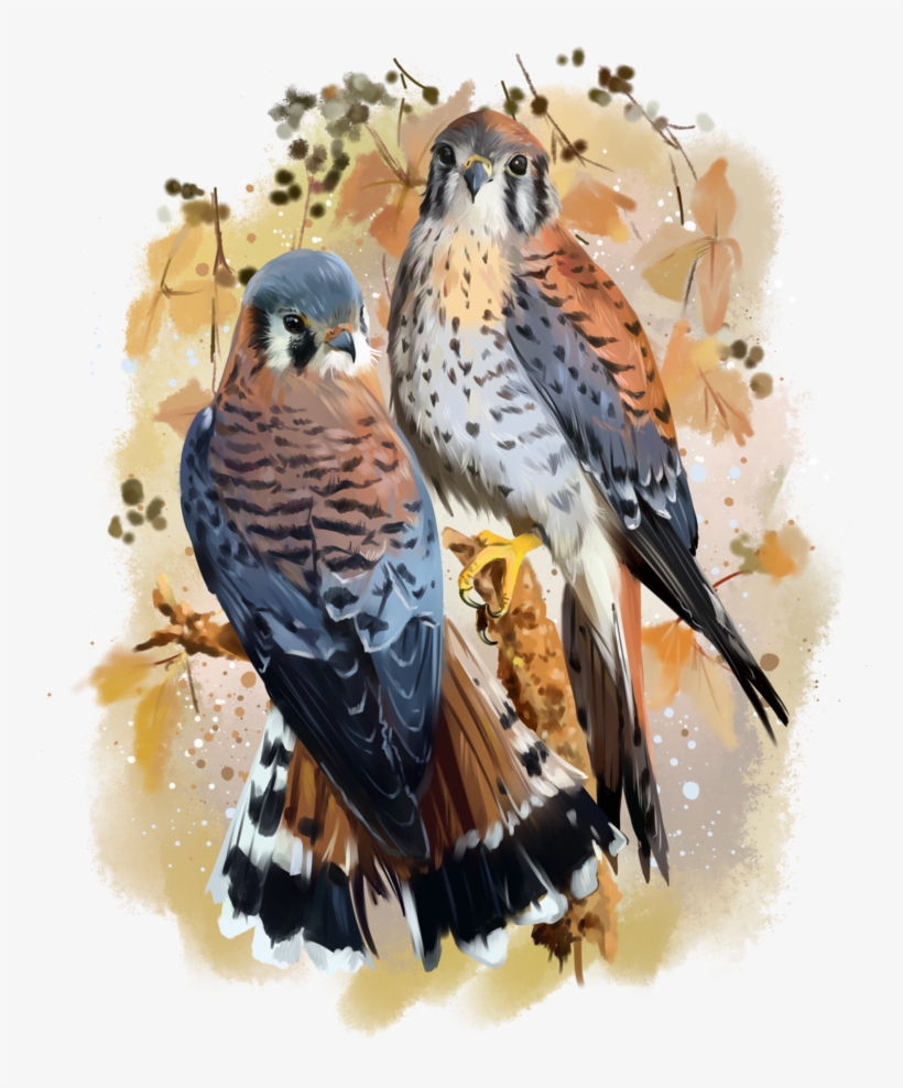 American Kestrel Watercolor Painting By Kajenna On - Watercolor Painting, transparent png download