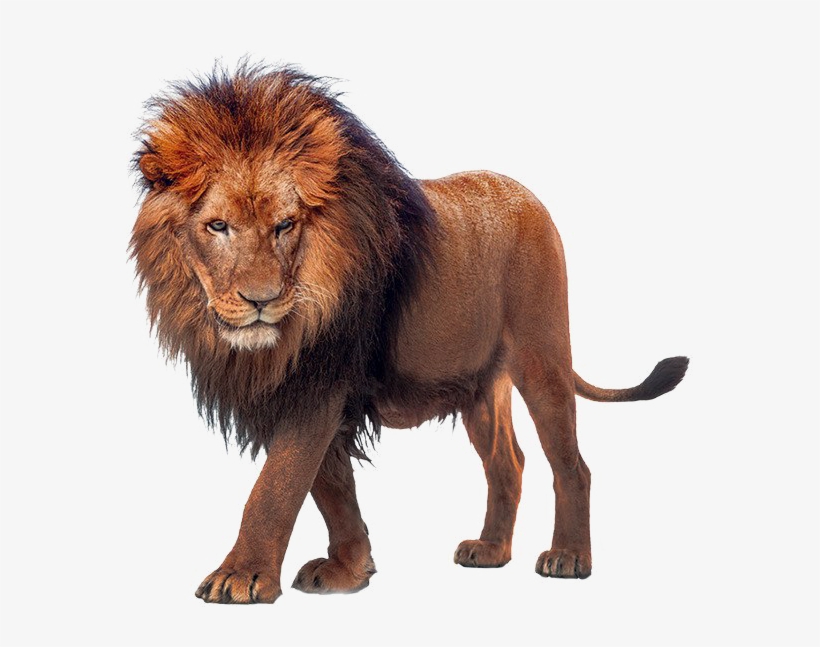 African Lion Transparent Png - King Türk, transparent png download