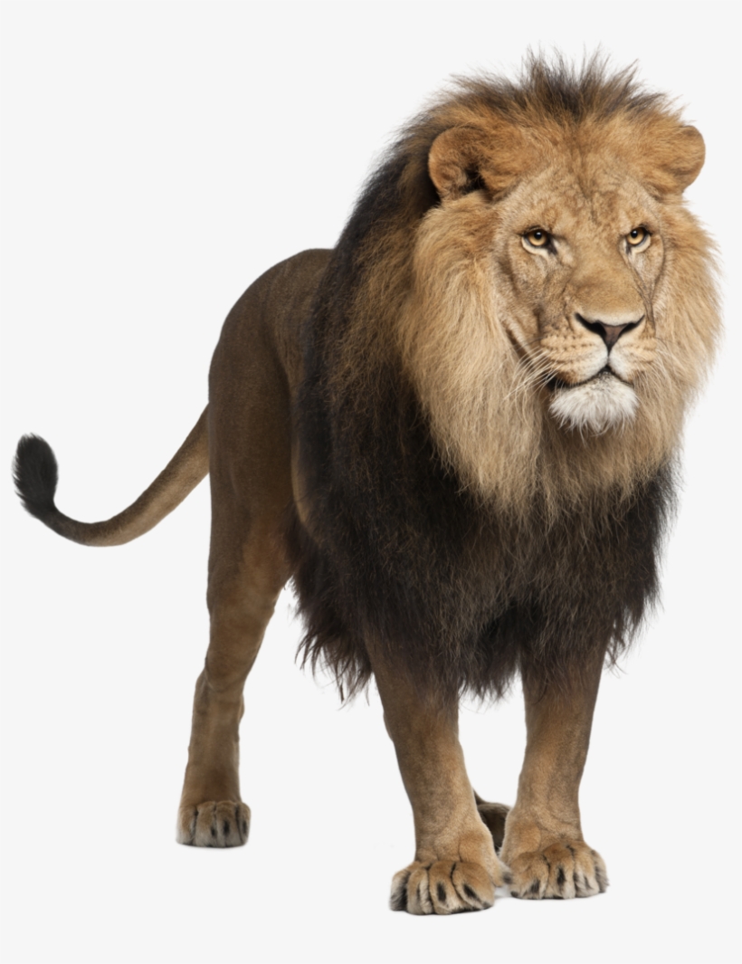 Lions Png, transparent png download