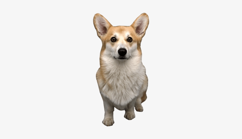 Dog Vector Freeuse Library - Dog, transparent png download