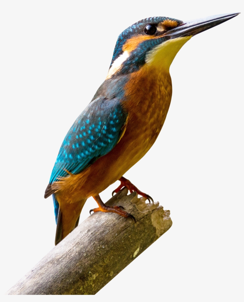 Kingfisher Bird Png Image - Aves De La Sabana De Bogota Transparent PNG -  1350x1486 - Free Download on NicePNG, image size:820x1016