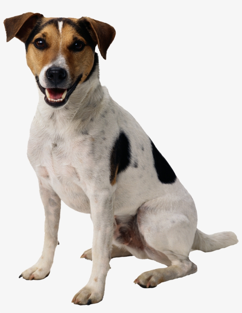 Dog Png, transparent png download