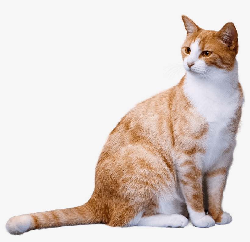 Animals - Cats - Pet Png, transparent png download