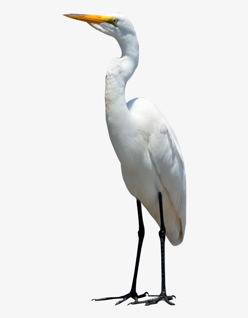 Egret Bird Png Transparent Image - Crane Bird Png, transparent png download