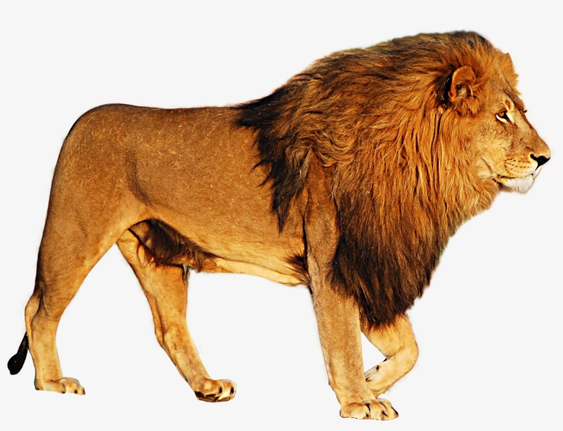 Lion Png Image - Lion Transparent Png, transparent png download
