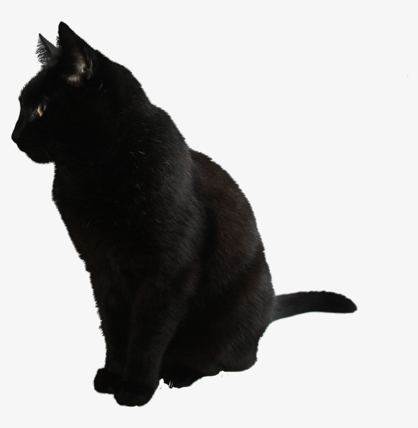 Black Cat By Camelfobia - Black Cat, transparent png download