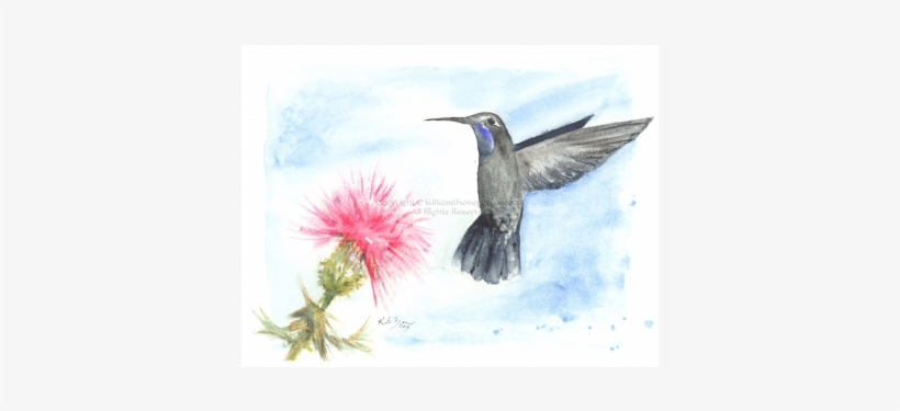 Ruby-throated Hummingbird, transparent png download