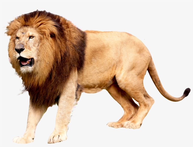 Download Lion Png Image - Transparent Background Lion Png - HD