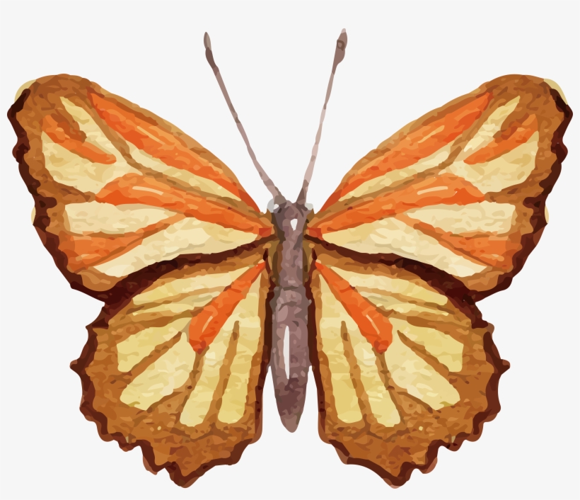 Ai Vector Watercolour Butterfly, transparent png download