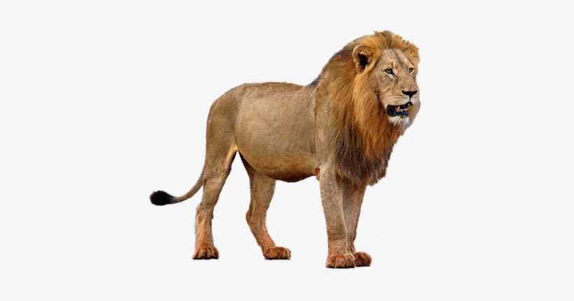 Download Amazing High-quality Latest Png Images Transparent - اسد Png, transparent png download