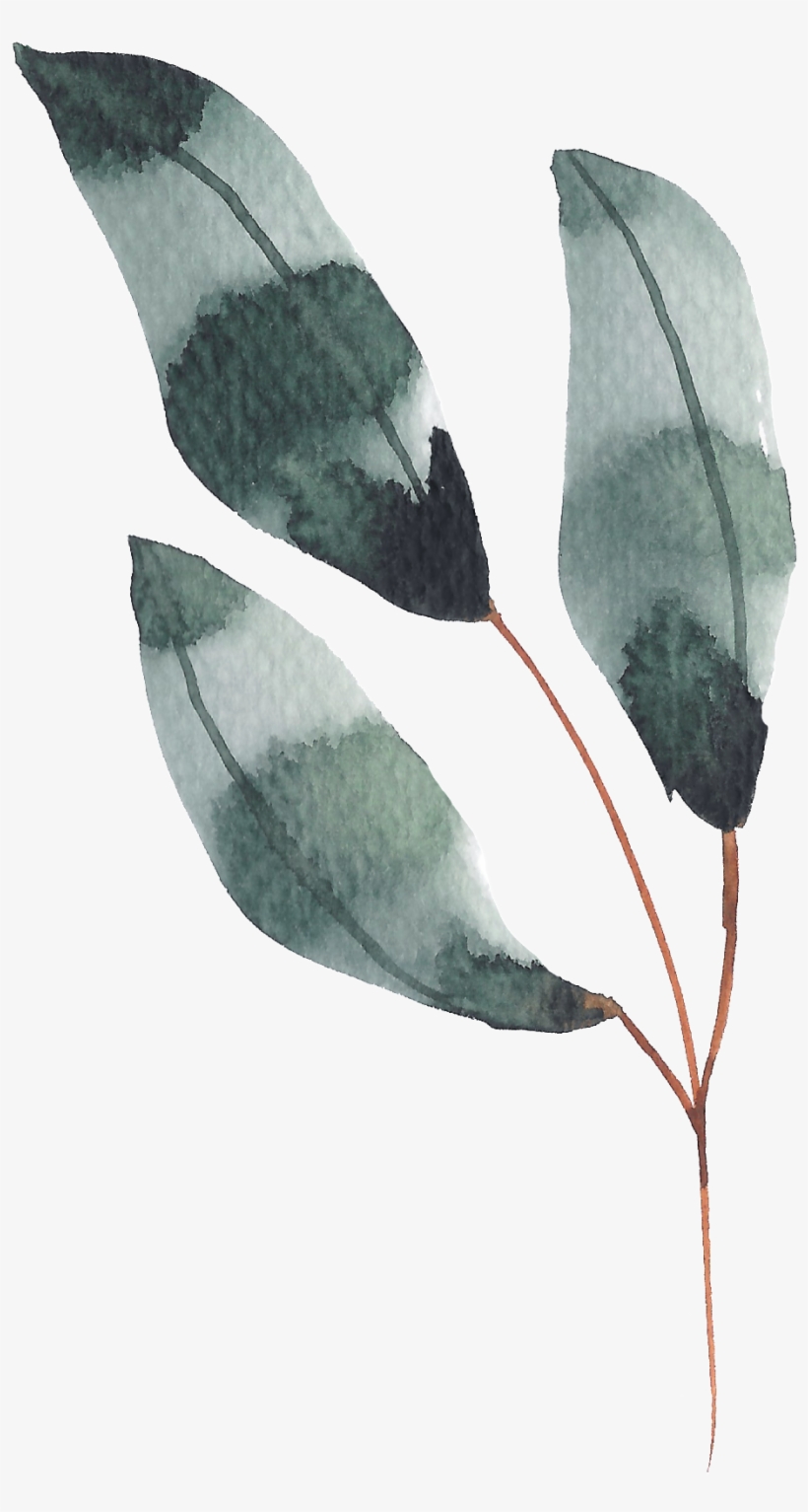 Hand Painted Dark Green Leaves Watercolor Transparent - Watercolor Painting, transparent png download