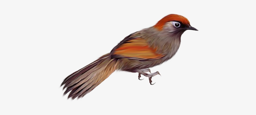 Birds Png Image - Gaviao Png, transparent png download