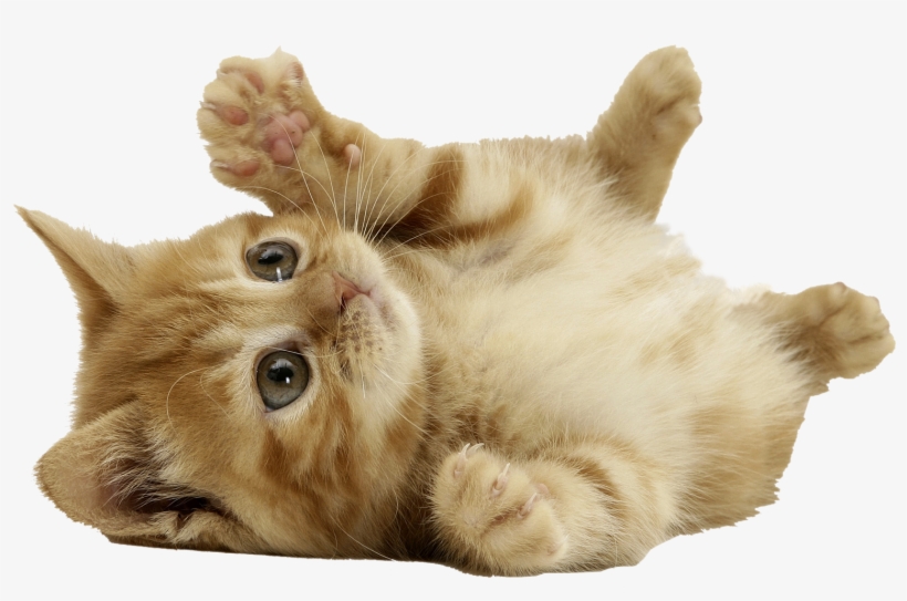 Cat Png - Transparent Cats, transparent png download