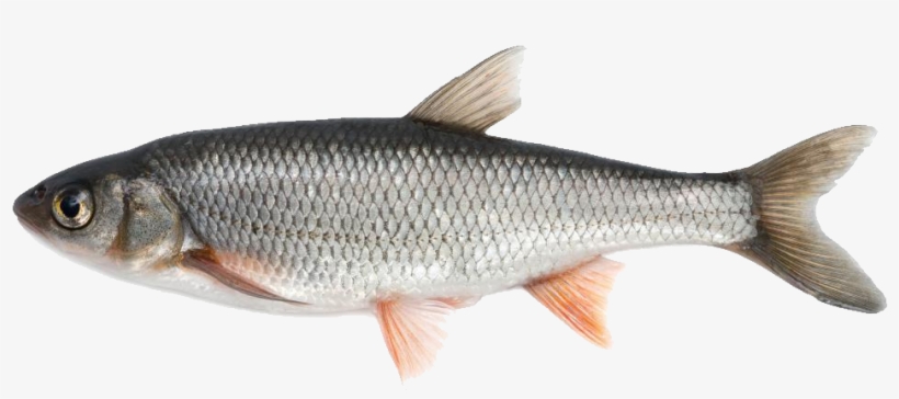 Fish Png Image - Fishes Available In India, transparent png download