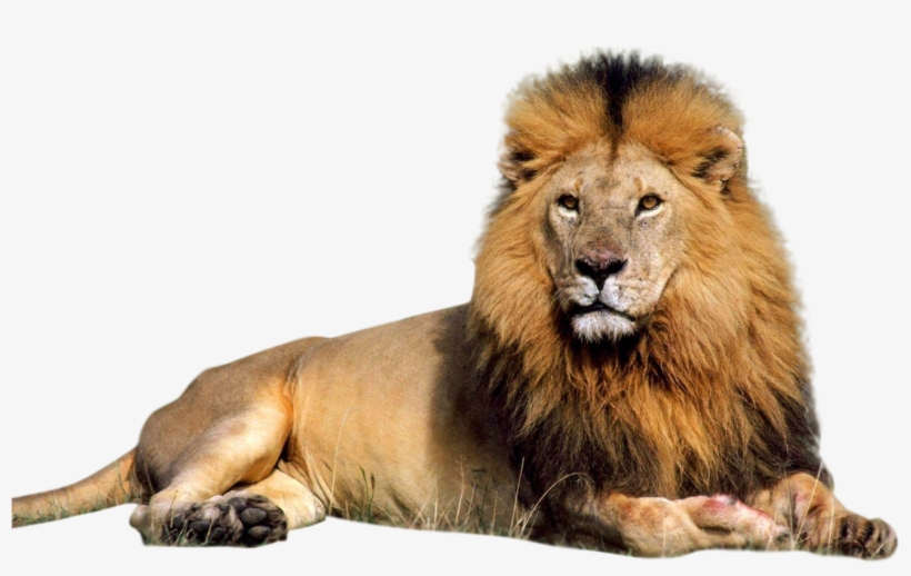 Lion Png Transparent Images - Lion Png, transparent png download