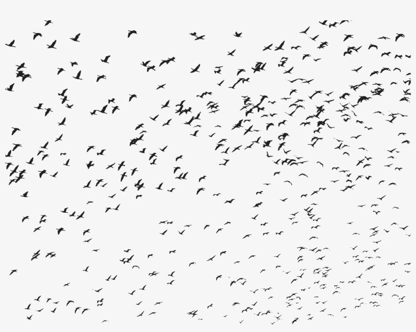 This Free Icons Png Design Of Very Large Flock Of Flying, transparent png download