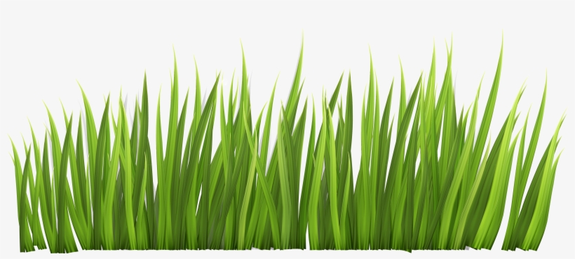 Safari Grass Clipart - Grass Clipart, transparent png download