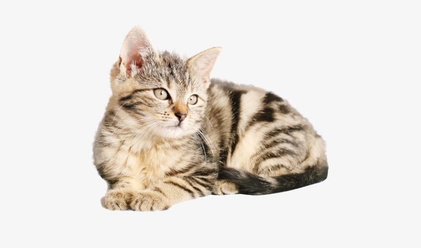 Download Cat Png Image - Cat Png Images Hd, transparent png download