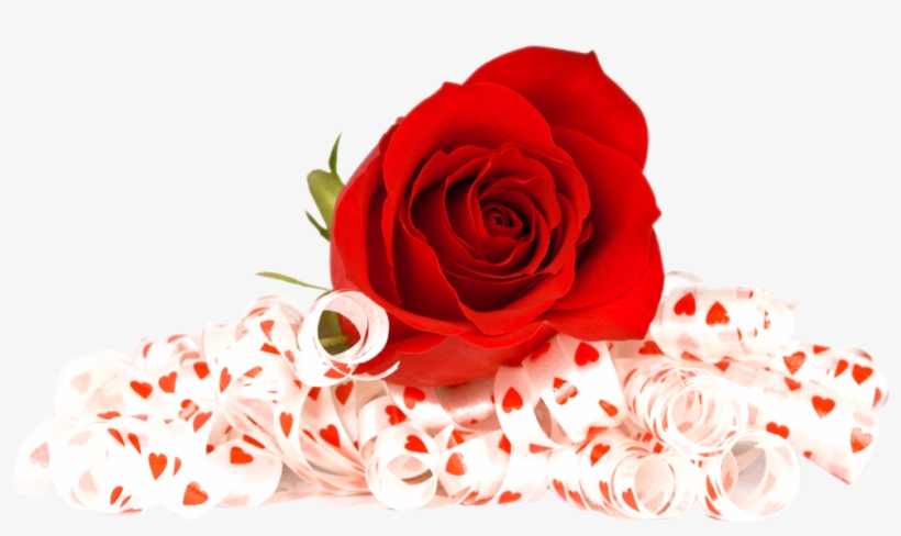 Free Red Rose Png Image - Red Rose Image Png, transparent png download