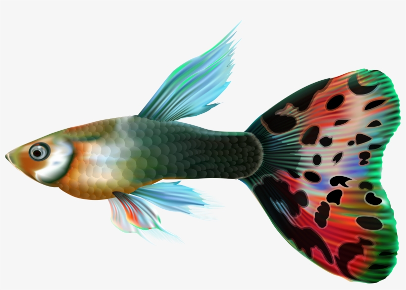 Fish Png, transparent png download