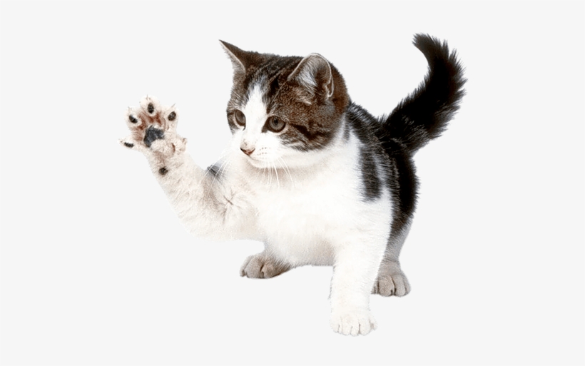 Animals - Cats - Kitten Png, transparent png download